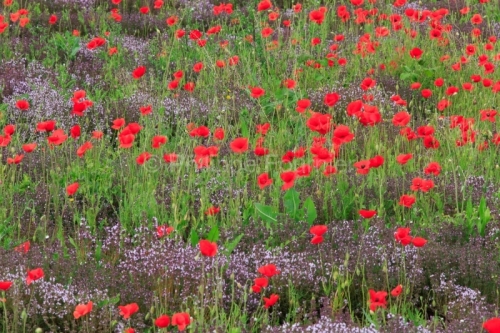 IMG_13060563_ARDECHE (07) GROSPIERRES PAYSAGE COQUELICOTS THYM E
