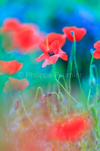 IMG_13060573_ARDECHE (07) GROSPIERRES PAYSAGE COQUELICOTS THYM E