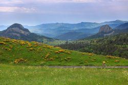 IMG_13062206_Ardèche (07) Boree Parc Naturel Régional des Mont