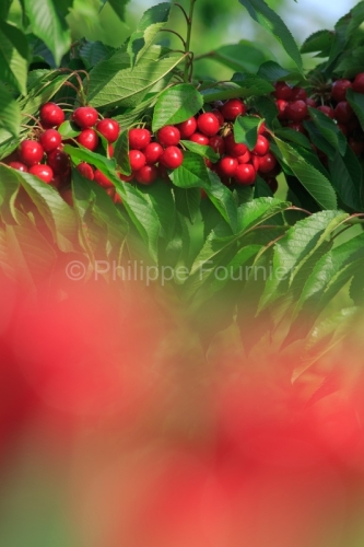 IMG_13062856_ARDECHE (07) LUSSAS GUILLAUME JOUVE ARBORICULTEUR C