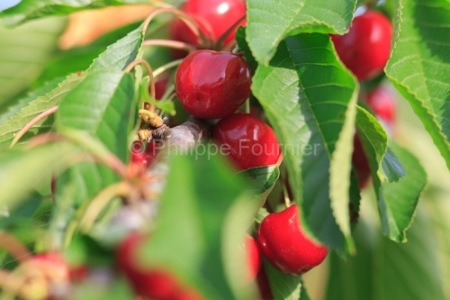 IMG_13062868_ARDECHE (07) LUSSAS GUILLAUME JOUVE ARBORICULTEUR C