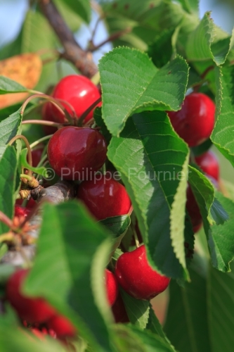 IMG_13062870_ARDECHE (07) LUSSAS GUILLAUME JOUVE ARBORICULTEUR C