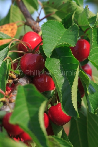 IMG_13062871_ARDECHE (07) LUSSAS GUILLAUME JOUVE ARBORICULTEUR C