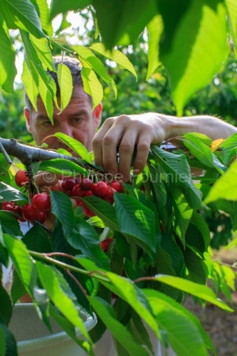 IMG_13062895_ARDECHE (07) LUSSAS GUILLAUME JOUVE ARBORICULTEUR R