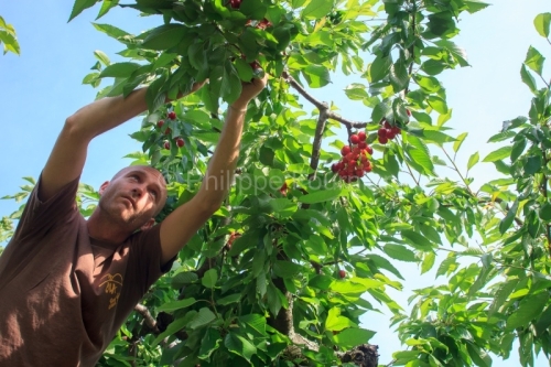 IMG_13062927_ARDECHE (07) LUSSAS GUILLAUME JOUVE ARBORICULTEUR R