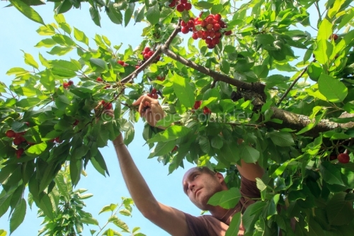 IMG_13062928_ARDECHE (07) LUSSAS GUILLAUME JOUVE ARBORICULTEUR R