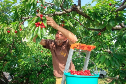 IMG_13062964_ARDECHE (07) LUSSAS GUILLAUME JOUVE ARBORICULTEUR R