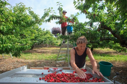 IMG_13062992_ARDECHE (07) LUSSAS GUILLAUME JOUVE ARBORICULTEUR R