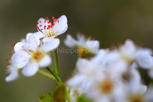 IMG_14031093_Ardèche (07) LES VANS Nature FLEURS AUBEPINES
