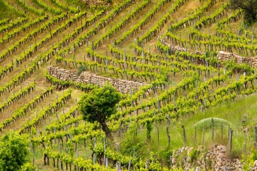 IMG_14052213_Ardeche (07) chambonas vingnole ardéchois le vigno