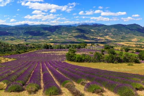 IMG_14066324_drome (26) sainte jalle (drôme provençale) lavand