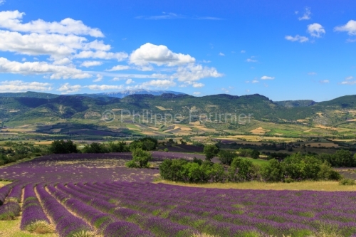 IMG_14066334_drome (26) sainte jalle (drôme provençale) lavand