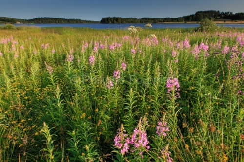 IMG_15070419_ARDECHE (07) Saint Agreve Parc Naturel Régional de