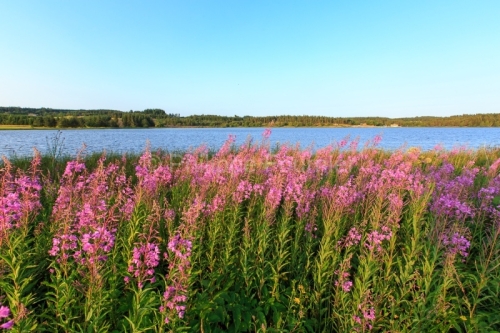 IMG_15070460_ARDECHE (07) Saint Agreve Parc Naturel Régional de