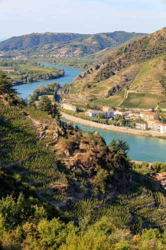 IMG_15084420_ardèche (07) tournon sur rhone agriculture viticul