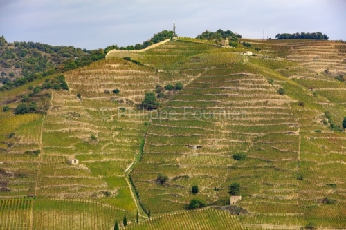 IMG_15104711_DROME (26) TAIN L'HERMITAGE PAYSAGE VINS DES CôTES