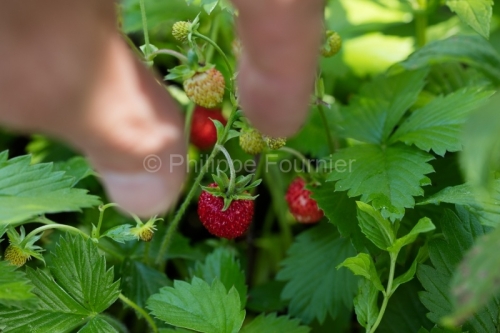 IMG_16064090_ARDECHE (07) MEZILHAC (PARC NATUREL REGIONAL DES MO