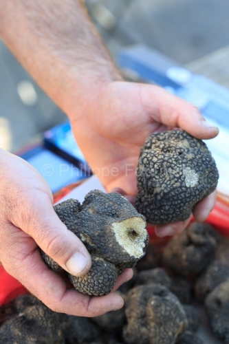 IMG_16064981_Ardèche (07) Ruoms Truffe d'été