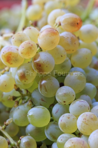 IMG_16091692_ARDECHE (07) BOURG SAINT ANDEOL NOTRE DAME DE COUSI