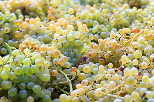 IMG_16091693_ARDECHE (07) BOURG SAINT ANDEOL NOTRE DAME DE COUSI