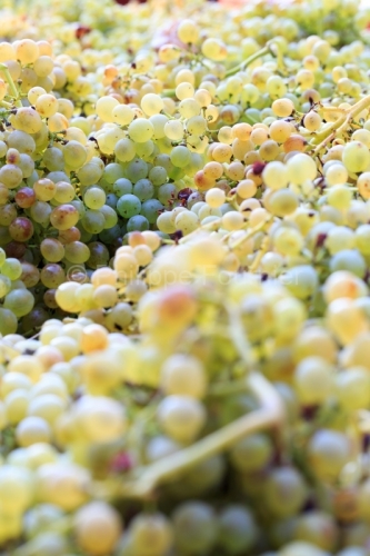 IMG_16091698_ARDECHE (07) BOURG SAINT ANDEOL NOTRE DAME DE COUSI