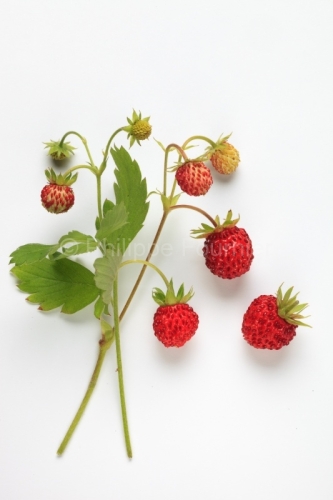 IMG_17063399_Ardèche (07) Fraise des Bois Culinaire