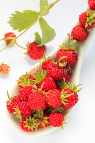 IMG_17063439_Ardèche (07) Fraise des Bois Culinaire