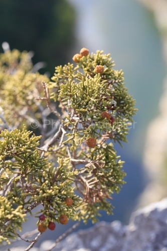 IMG_17096384_Ardèche (07) saint remeze réserve naturelle des g
