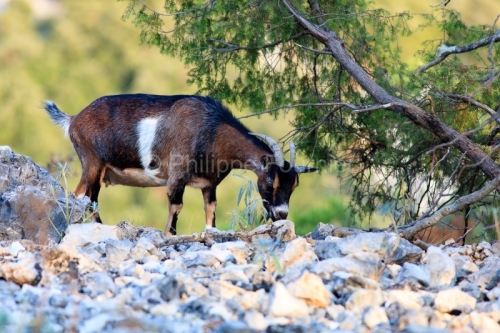 IMG_17097063_Ardèche (07) saint remèze réserve naturelle des
