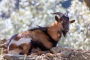 IMG_18040485_Ardeche (07) saint remeze reserve naturelle des gorges de l'ardeche ruisseau de lequeron chèvre chevreau sauvage
