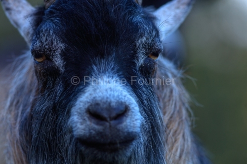 IMG_18041364_Ardeche (07) saint remeze reserve naturelle des gor