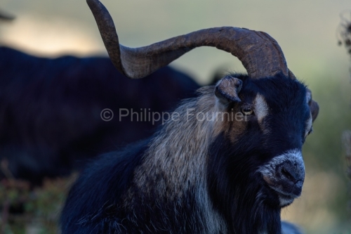 IMG_18041375_Ardeche (07) saint remeze reserve naturelle des gor