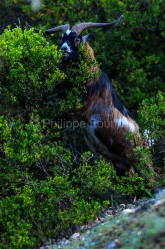 IMG_18041430_Ardeche (07) saint remeze reserve naturelle des gor