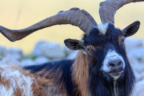 IMG_18041823_Ardeche (07) saint remeze reserve naturelle des gor