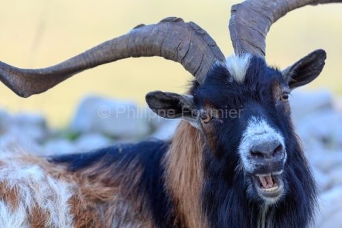 IMG_18041824_Ardeche (07) saint remeze reserve naturelle des gor