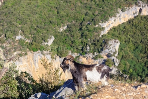 IMG_18054936_Ardeche (07)  saint remeze reserve naturelle des go