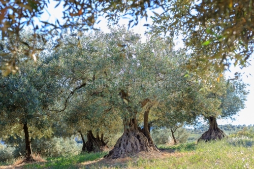 IMG_18060304_drome (26)  buis les baronnies paysage drôme prove