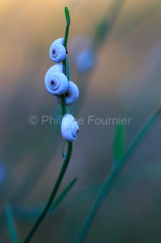 IMG_18068583_VAUCLUSE (84)  VAUGINES NATURE LES PETITS BLANCS DE