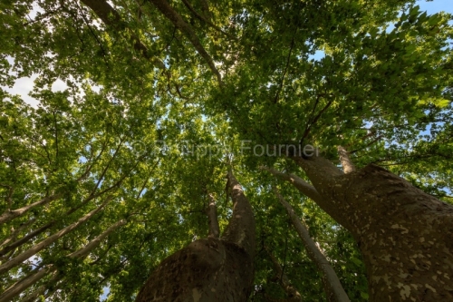 IMG_18068836_VAUCLUSE (84)  VAUGINES NATURE ARBRE PLATANES.