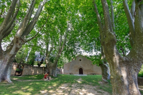 IMG_18068849_VAUCLUSE (84)  VAUGINES PATRIMOINE ALLéE DE PLATAN