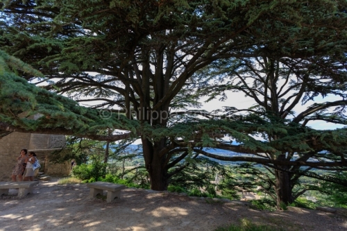 IMG_18068879_VAUCLUSE (84)  BONNIEUX L'éGLISE HAUTE CèDRES CEN