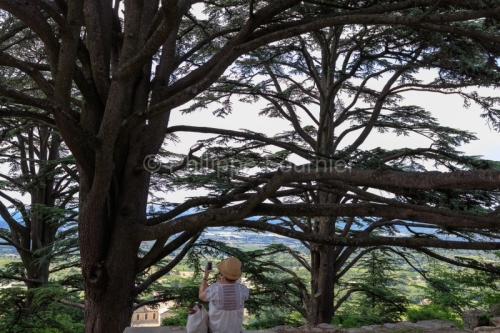 IMG_18068885_VAUCLUSE (84)  BONNIEUX L'éGLISE HAUTE CèDRES CEN