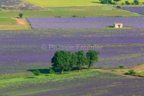 IMG_18071669_VAUCLUSE (84)  SAULT PAYSAGE UN CABANON DANS UN CHA