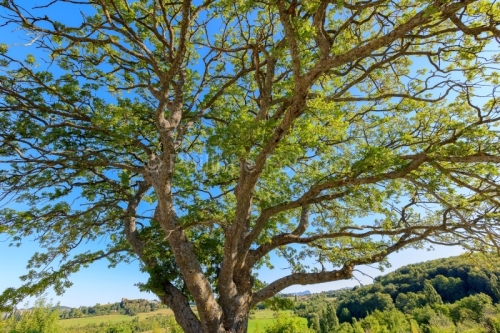 IMG_18082847_DROME (26)  DIEULEFIT TRONC DE CHêNE VERT CENTENAI