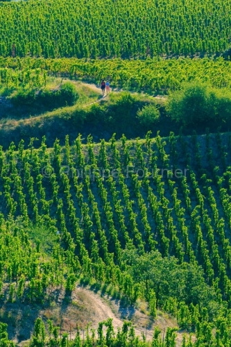 IMG_18093290_DROME (26)  TAIN L'HERMITAGE VIGNOBLE DE L'HERMITAG