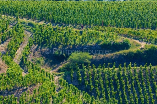 IMG_18093293_DROME (26)  TAIN L'HERMITAGE VIGNOBLE DE L'HERMITAG