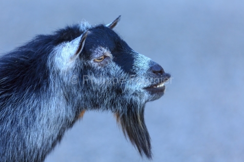 IMG_18093981_Ardeche (07)  saint remèze réserve naturelle des