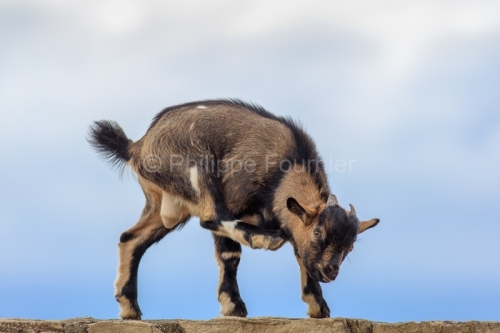 IMG_19053522_Ardeche (07) saint remèze réserve naturelle des g