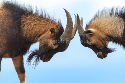 IMG_19053528_Ardeche (07) saint remèze réserve naturelle des g