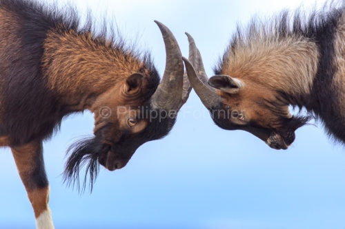 IMG_19053529_Ardeche (07) saint remèze réserve naturelle des g